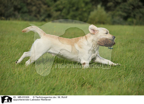 apportierender Labrador Retriever / retrieving Labrador Retriever / MR-05369