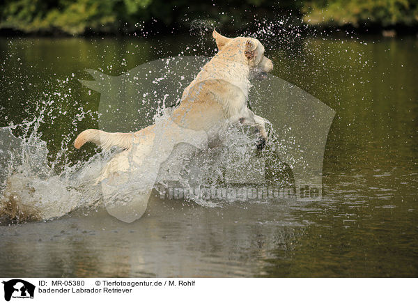 badender Labrador Retriever / bathing Labrador Retriever / MR-05380