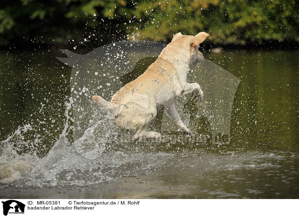 badender Labrador Retriever / bathing Labrador Retriever / MR-05381
