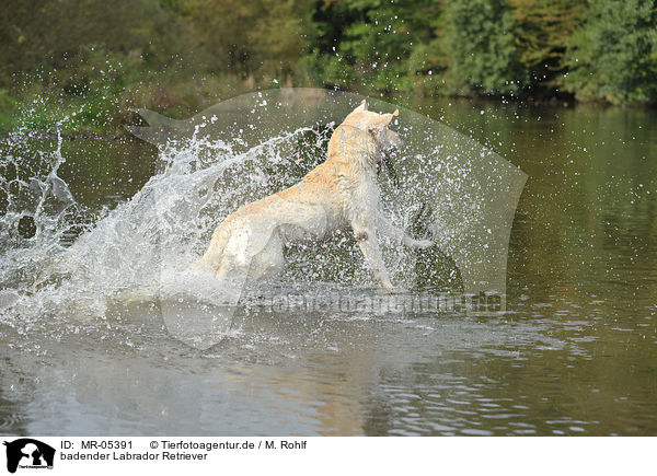 badender Labrador Retriever / bathing Labrador Retriever / MR-05391