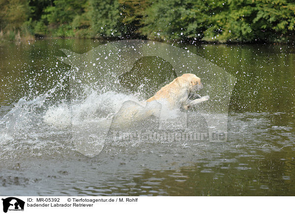 badender Labrador Retriever / bathing Labrador Retriever / MR-05392