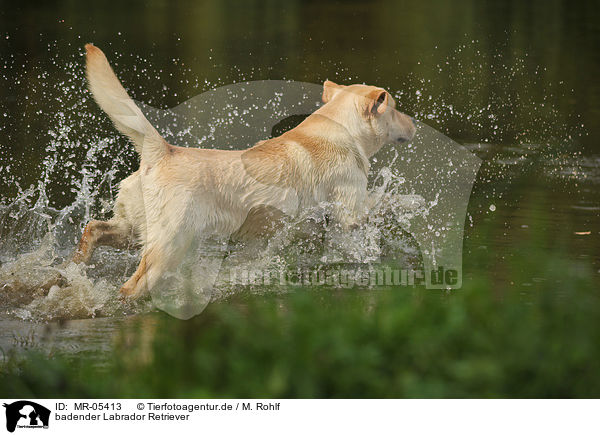 badender Labrador Retriever / bathing Labrador Retriever / MR-05413