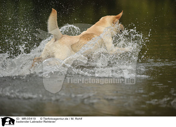 badender Labrador Retriever / bathing Labrador Retriever / MR-05419