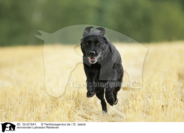 rennender Labrador Retriever / running Labrador Retriever / DJ-01641