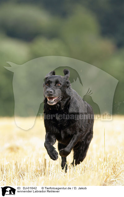 rennender Labrador Retriever / running Labrador Retriever / DJ-01642