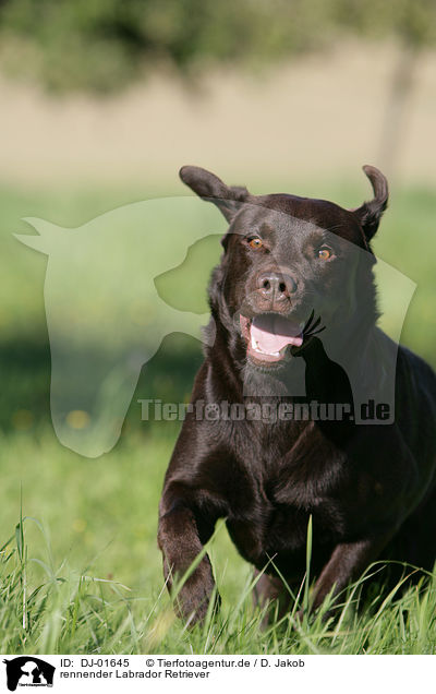 rennender Labrador Retriever / running Labrador Retriever / DJ-01645