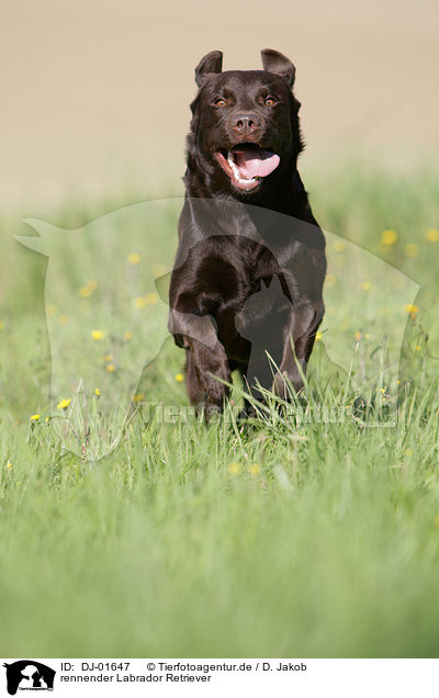 rennender Labrador Retriever / running Labrador Retriever / DJ-01647