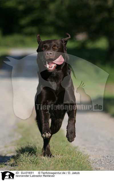 rennender Labrador Retriever / running Labrador Retriever / DJ-01651