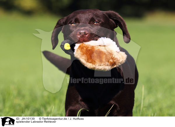 spielender Labrador Retriever / playing Labrador Retriever / JH-10139