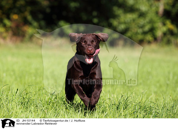 rennender Labrador Retriever / running Labrador Retriever / JH-10144