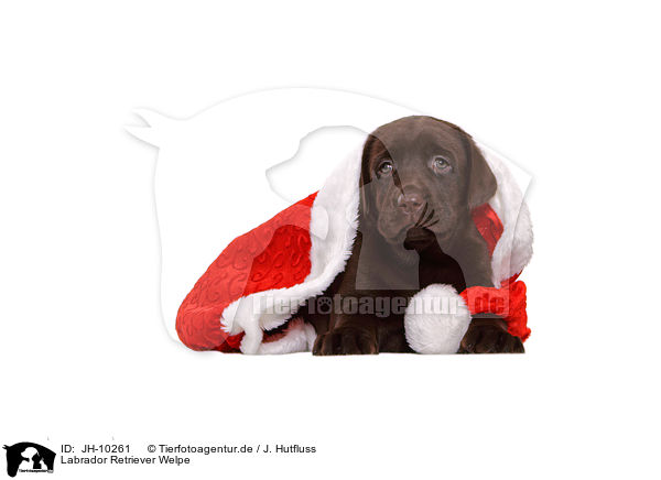 Labrador Retriever Welpe / Labrador Retriever Puppy / JH-10261