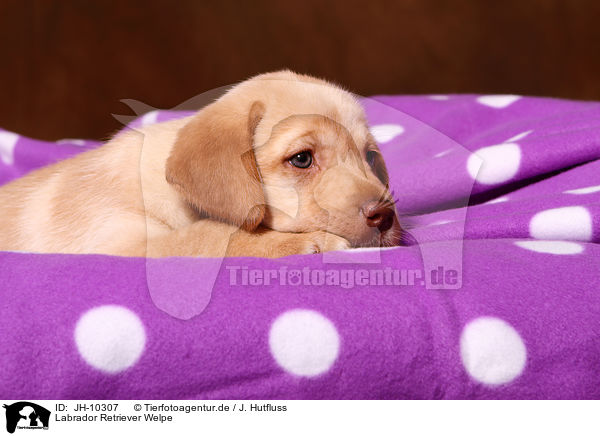 Labrador Retriever Welpe / Labrador Retriever Puppy / JH-10307