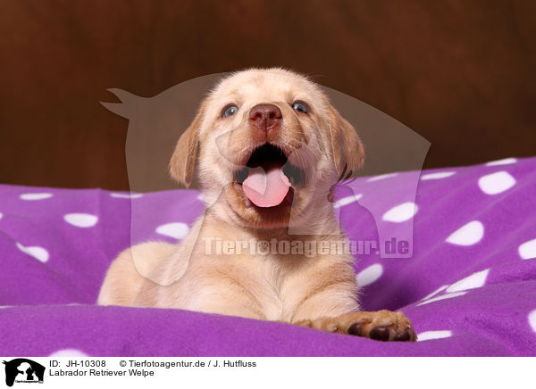Labrador Retriever Welpe / Labrador Retriever Puppy / JH-10308