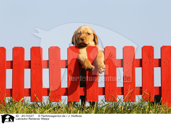 Labrador Retriever Welpe / Labrador Retriever Puppy / JH-10327