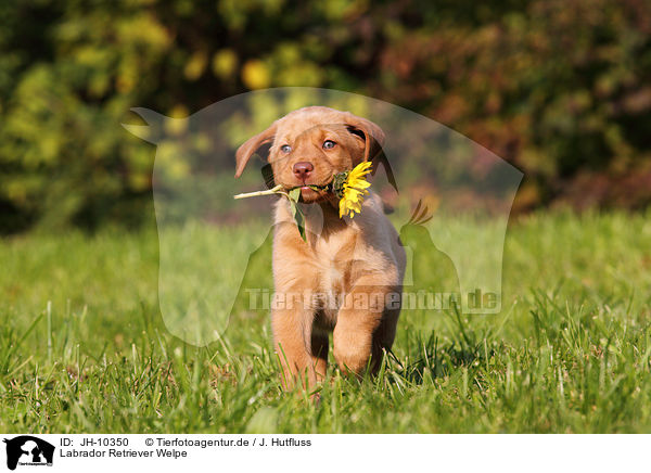 Labrador Retriever Welpe / Labrador Retriever Puppy / JH-10350