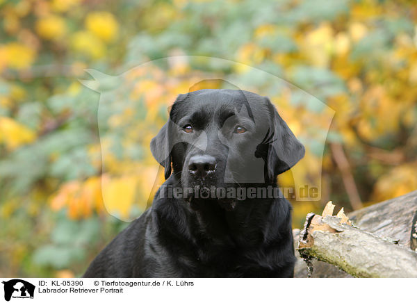 Labrador Retriever Portrait / Labrador Retriever Portrait / KL-05390
