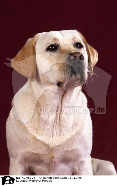 Labrador Retriever Portrait / Labrador Retriever Portrait / KL-05395