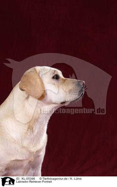 Labrador Retriever Portrait / Labrador Retriever Portrait / KL-05396