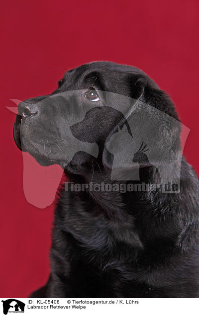 Labrador Retriever Welpe / Labrador Retriever Puppy / KL-05408