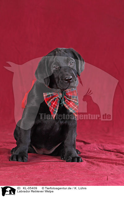 Labrador Retriever Welpe / Labrador Retriever Puppy / KL-05409