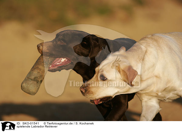 spielende Labrador Retriever / playing Labrador Retriever / SKO-01541