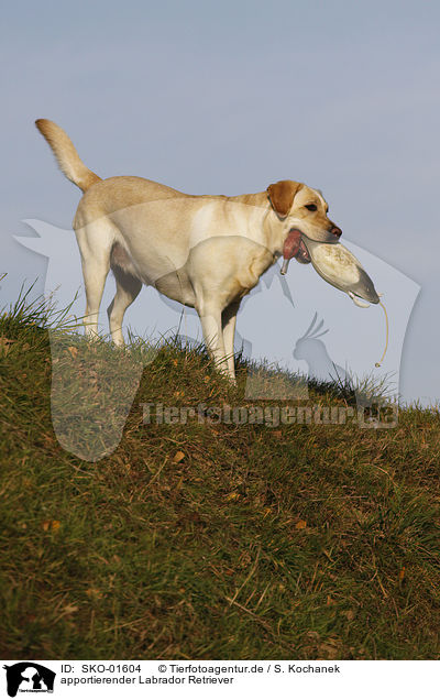 apportierender Labrador Retriever / retrieving Labrador Retriever / SKO-01604
