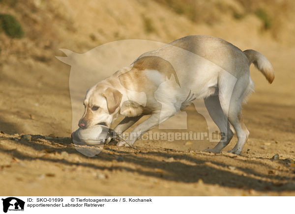 apportierender Labrador Retriever / retrieving Labrador Retriever / SKO-01699