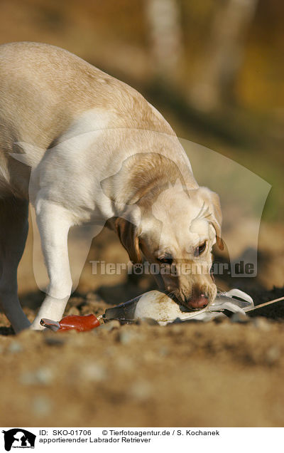 apportierender Labrador Retriever / retrieving Labrador Retriever / SKO-01706