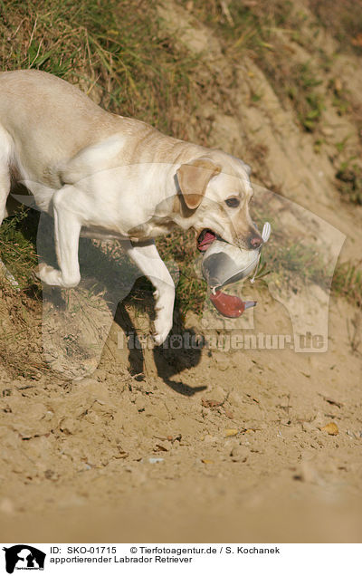 apportierender Labrador Retriever / retrieving Labrador Retriever / SKO-01715