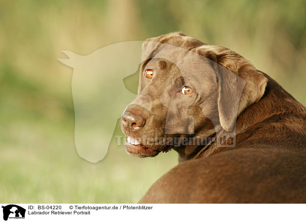 Labrador Retriever Portrait / Labrador Retriever Portrait / BS-04220