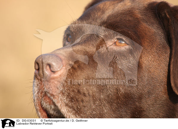 Labrador Retriever Portrait / Labrador Retriever Portrait / DG-03031