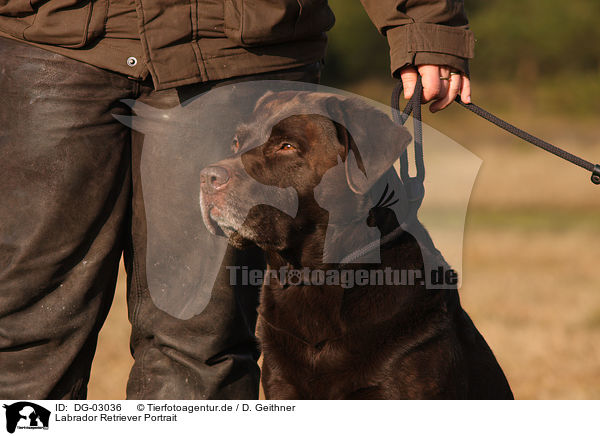 Labrador Retriever Portrait / Labrador Retriever Portrait / DG-03036