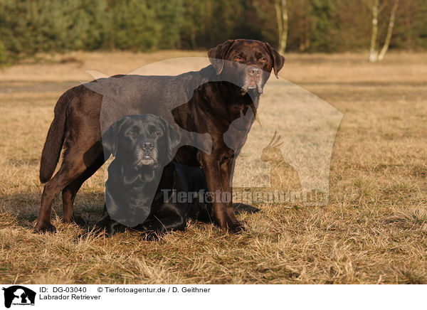 Labrador Retriever / Labrador Retriever / DG-03040