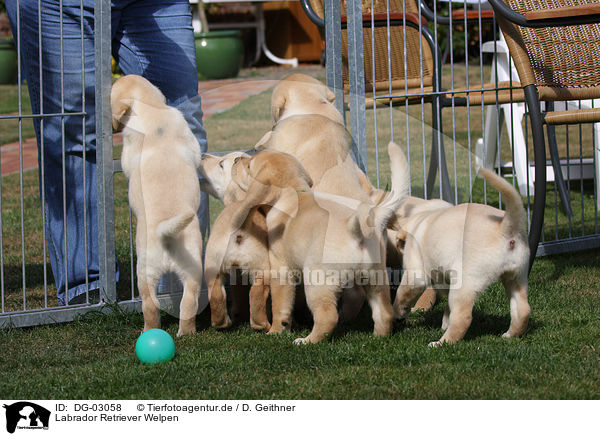 Labrador Retriever Welpen / Labrador Retriever Puppies / DG-03058