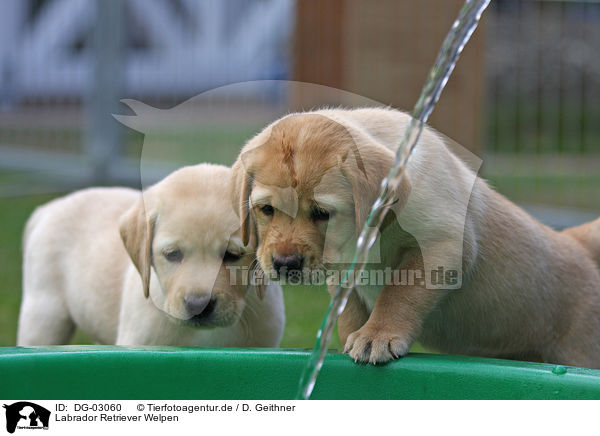 Labrador Retriever Welpen / Labrador Retriever Puppies / DG-03060