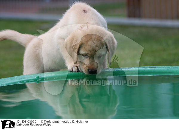 Labrador Retriever Welpe / Labrador Retriever Puppy / DG-03066