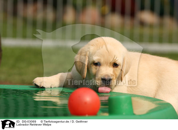 Labrador Retriever Welpe / Labrador Retriever Puppy / DG-03069