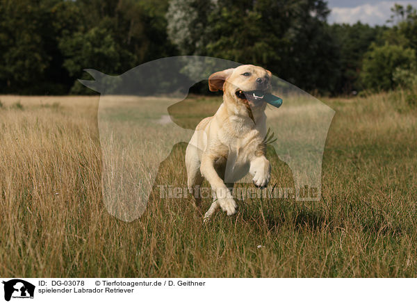 spielender Labrador Retriever / playing Labrador Retriever / DG-03078
