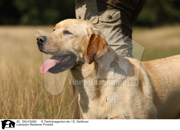 Labrador Retriever Portrait / Labrador Retriever Portrait / DG-03080