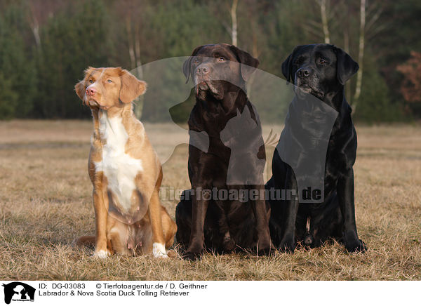 Labrador & Nova Scotia Duck Tolling Retriever / Labrador & Nova Scotia Duck Tolling Retriever / DG-03083