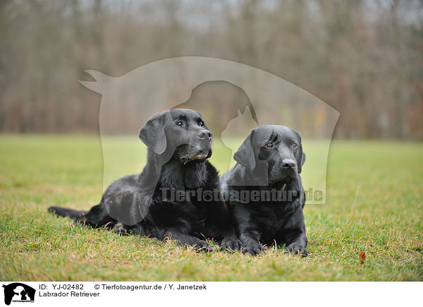 Labrador Retriever / Labrador Retriever / YJ-02482