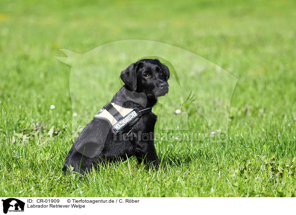 Labrador Retriever Welpe / Labrador Retriever Puppy / CR-01909