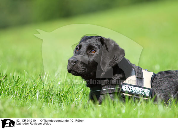 Labrador Retriever Welpe / Labrador Retriever Puppy / CR-01910