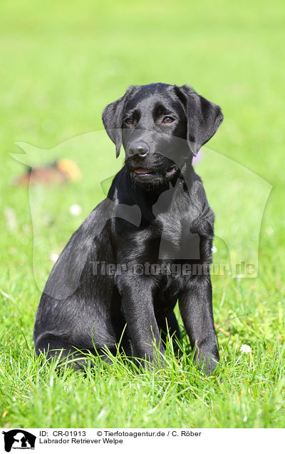 Labrador Retriever Welpe / Labrador Retriever Puppy / CR-01913