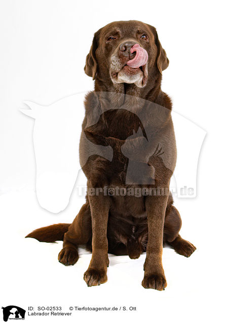 Labrador Retriever / Labrador Retriever / SO-02533