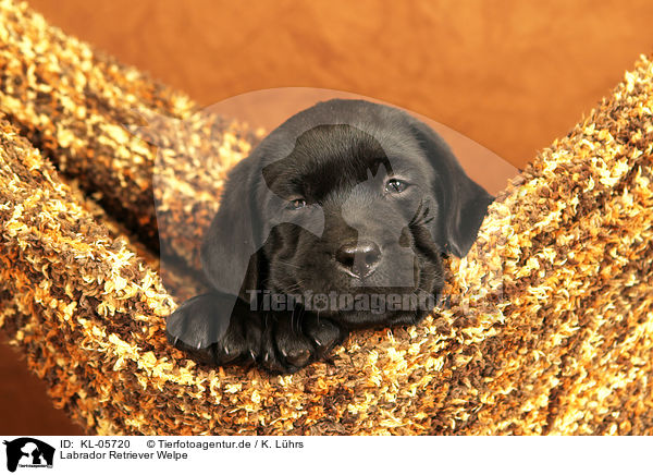 Labrador Retriever Welpe / KL-05720