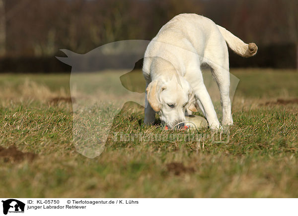 junger Labrador Retriever / young Labrador Retriever / KL-05750