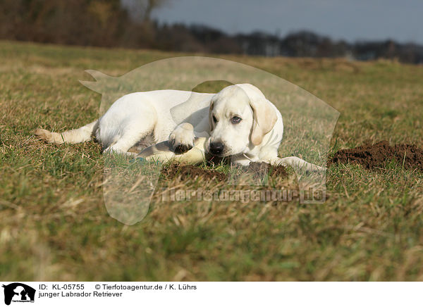 junger Labrador Retriever / young Labrador Retriever / KL-05755