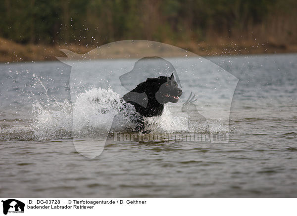 badender Labrador Retriever / bathing Labrador Retriever / DG-03728