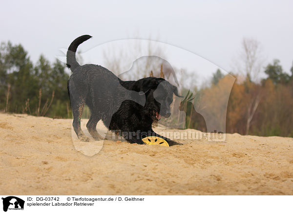 spielender Labrador Retriever / DG-03742